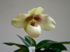 Paphiopedilum Emersonii (Orchids & more)